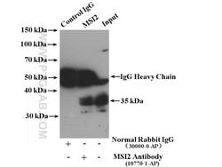 MSI2 Rabbit anti-Human, Mouse, Rat, Polyclonal, Proteintech:Antibodies:Primary