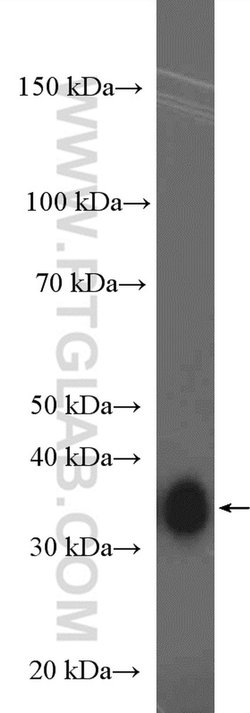 MSI2 Rabbit anti-Human, Mouse, Rat, Polyclonal, Proteintech:Antibodies:Primary