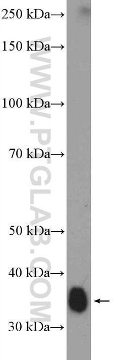 MSI2 Rabbit anti-Human, Mouse, Rat, Polyclonal, Proteintech:Antibodies:Primary