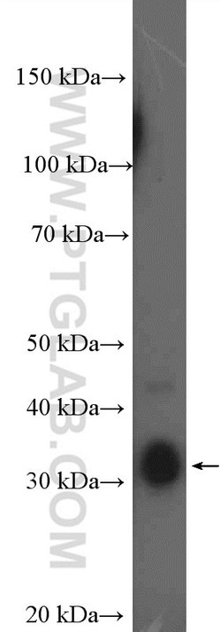 MSI2 Rabbit anti-Human, Mouse, Rat, Polyclonal, Proteintech:Antibodies:Primary