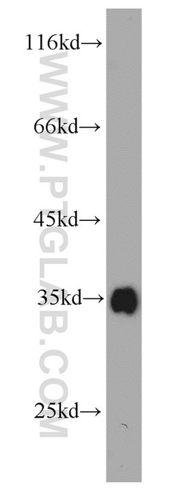 Bcl-XL Rabbit anti-Human, Mouse, Rat, Polyclonal, Proteintech:Antibodies:Primary
