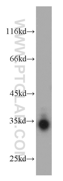 Bcl-XL Rabbit anti-Human, Mouse, Rat, Polyclonal, Proteintech:Antibodies:Primary