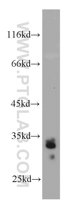 Bcl-XL Rabbit anti-Human, Mouse, Rat, Polyclonal, Proteintech:Antibodies:Primary