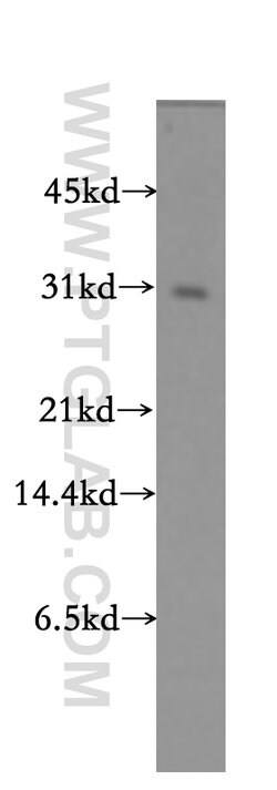 Bcl-XL Rabbit anti-Human, Mouse, Rat, Polyclonal, Proteintech:Antibodies:Primary