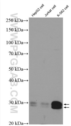 Bcl-XL Rabbit anti-Human, Mouse, Rat, Polyclonal, Proteintech:Antibodies:Primary