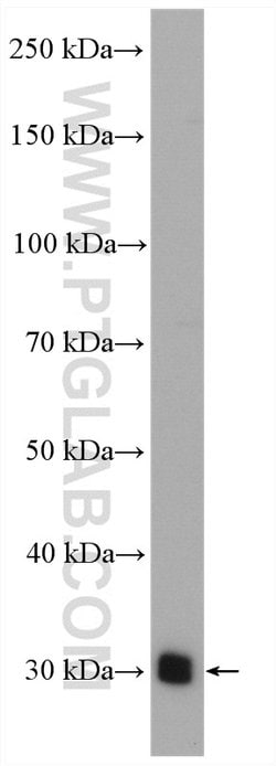 Bcl-XL Rabbit anti-Human, Mouse, Rat, Polyclonal, Proteintech:Antibodies:Primary