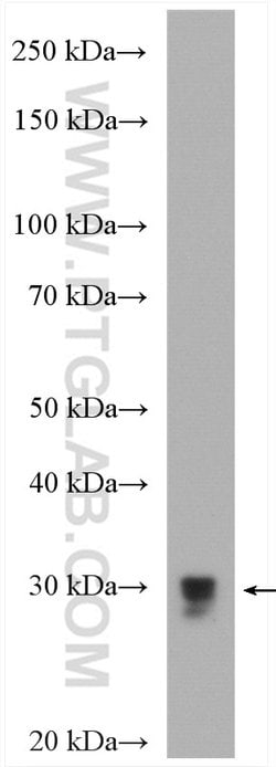 Bcl-XL Rabbit anti-Human, Mouse, Rat, Polyclonal, Proteintech:Antibodies:Primary