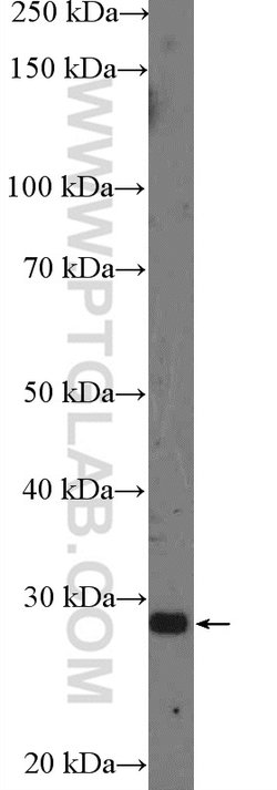 Bcl-XL Rabbit anti-Human, Mouse, Rat, Polyclonal, Proteintech:Antibodies:Primary