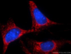 Bcl-XL Rabbit anti-Human, Mouse, Rat, Polyclonal, Proteintech:Antibodies:Primary