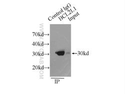Bcl-XL Rabbit anti-Human, Mouse, Rat, Polyclonal, Proteintech:Antibodies:Primary