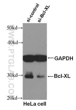 Bcl-XL Rabbit anti-Human, Mouse, Rat, Polyclonal, Proteintech:Antibodies:Primary