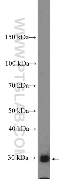 Bcl-XL Rabbit anti-Human, Mouse, Rat, Polyclonal, Proteintech:Antibodies:Primary