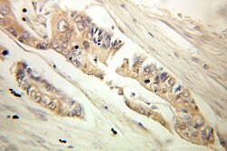 MTHFD1 Rabbit anti-Human, Mouse, Polyclonal, Proteintech:Antibodies:Primary