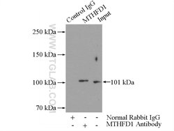 MTHFD1 Rabbit anti-Human, Mouse, Polyclonal, Proteintech:Antibodies:Primary