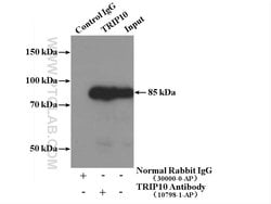 TRIP10 Rabbit anti-Human, Mouse, Rat, Polyclonal, Proteintech 20 &mu;L | Buy Online | Proteintech | Fisher Scientific