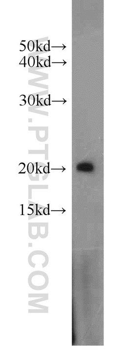 ARF3 Rabbit anti-Human, Mouse, Rat, Polyclonal, Proteintech:Antibodies:Primary