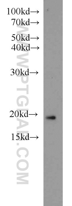ARF3 Rabbit anti-Human, Mouse, Rat, Polyclonal, Proteintech:Antibodies:Primary