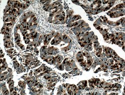 Geminin Rabbit anti-Human, Mouse, Rat, Polyclonal, Proteintech:Antibodies:Primary