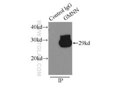 Geminin Rabbit anti-Human, Mouse, Rat, Polyclonal, Proteintech:Antibodies:Primary