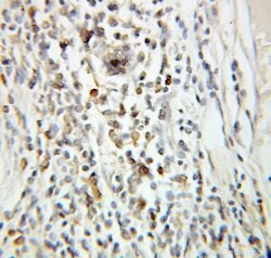 Geminin Rabbit anti-Human, Mouse, Rat, Polyclonal, Proteintech:Antibodies:Primary