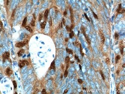 Geminin Rabbit anti-Human, Mouse, Rat, Polyclonal, Proteintech:Antibodies:Primary