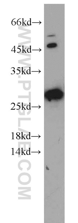Geminin Rabbit anti-Human, Mouse, Rat, Polyclonal, Proteintech:Antibodies:Primary