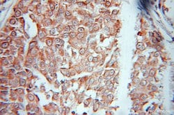 EEF1E1 Rabbit anti-Human, Mouse, Rat, Polyclonal, Proteintech:Antibodies:Primary