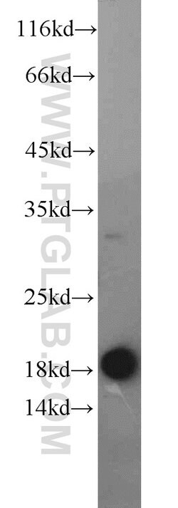 EEF1E1 Rabbit anti-Human, Mouse, Rat, Polyclonal, Proteintech:Antibodies:Primary