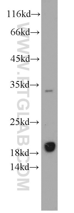 EEF1E1 Rabbit anti-Human, Mouse, Rat, Polyclonal, Proteintech:Antibodies:Primary