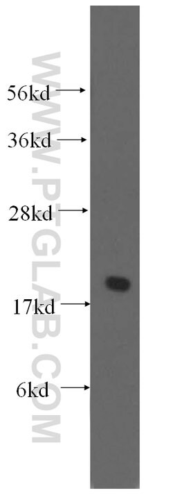 EEF1E1 Rabbit anti-Human, Mouse, Rat, Polyclonal, Proteintech:Antibodies:Primary