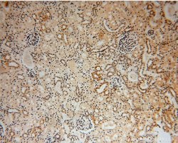 HERP Rabbit anti-Human, Polyclonal, Proteintech 20 &mu;L; Unconjugated:Antibodies,