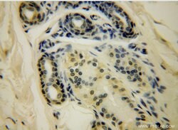 HERP Rabbit anti-Human, Polyclonal, Proteintech 20 &mu;L; Unconjugated:Antibodies,