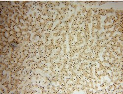 HERP Rabbit anti-Human, Polyclonal, Proteintech 20 &mu;L; Unconjugated:Antibodies,