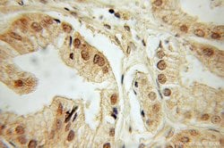 DEDD Rabbit anti-Human, Polyclonal, Proteintech:Antibodies:Primary Antibodies