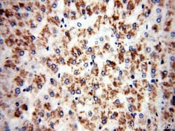 IVD Rabbit anti-Human, Mouse, Rat, Polyclonal, Proteintech:Antibodies:Primary