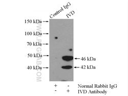 IVD Rabbit anti-Human, Mouse, Rat, Polyclonal, Proteintech:Antibodies:Primary