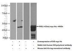 IVD Rabbit anti-Human, Mouse, Rat, Polyclonal, Proteintech:Antibodies:Primary