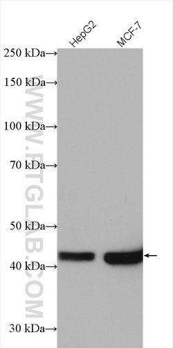 IVD Rabbit anti-Human, Mouse, Rat, Polyclonal, Proteintech:Antibodies:Primary