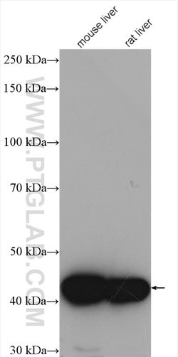 IVD Rabbit anti-Human, Mouse, Rat, Polyclonal, Proteintech:Antibodies:Primary