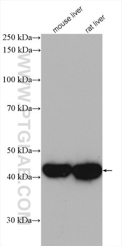 IVD Rabbit anti-Human, Mouse, Rat, Polyclonal, Proteintech:Antibodies:Primary