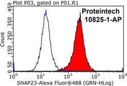 SNAP23 Rabbit anti-Human, Mouse, Rat, Polyclonal, Proteintech 150 &mu;L;