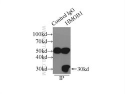 HMGB1 Rabbit anti-Human, Mouse, Rat, Polyclonal, Proteintech:Antibodies:Primary