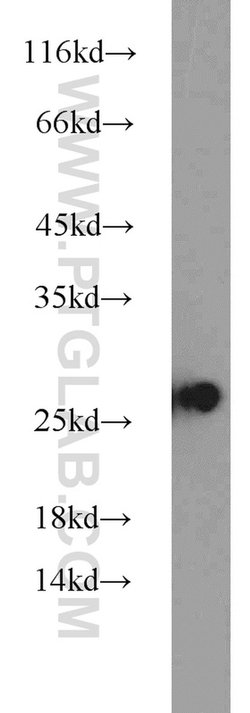 HMGB1 Rabbit anti-Human, Mouse, Rat, Polyclonal, Proteintech:Antibodies:Primary