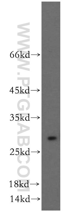 HMGB1 Rabbit anti-Human, Mouse, Rat, Polyclonal, Proteintech:Antibodies:Primary