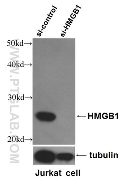 HMGB1 Rabbit anti-Human, Mouse, Rat, Polyclonal, Proteintech:Antibodies:Primary