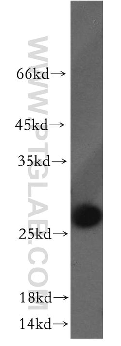 HMGB1 Rabbit anti-Human, Mouse, Rat, Polyclonal, Proteintech:Antibodies:Primary