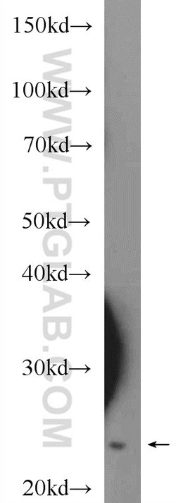 HMGB1 Rabbit anti-Human, Mouse, Rat, Polyclonal, Proteintech:Antibodies:Primary