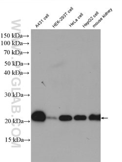 RAP1B Rabbit anti-Human, Mouse, Rat, Polyclonal, Proteintech:Antibodies:Primary