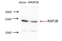 RAP1B Rabbit anti-Human, Mouse, Rat, Polyclonal, Proteintech:Antibodies:Primary