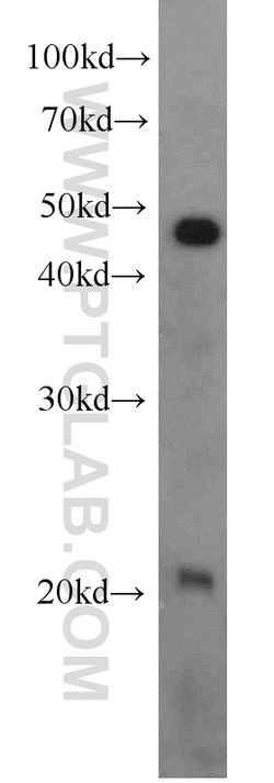 RAP1B Rabbit anti-Human, Mouse, Rat, Polyclonal, Proteintech:Antibodies:Primary
